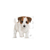 Picture of Mini Puppy Royal Canin 