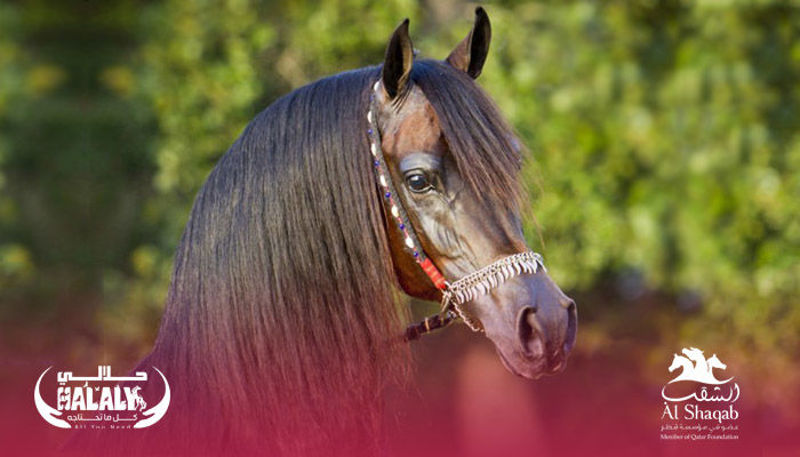 Halaly All You Need |Al Shaqab Center for Arabian Horses