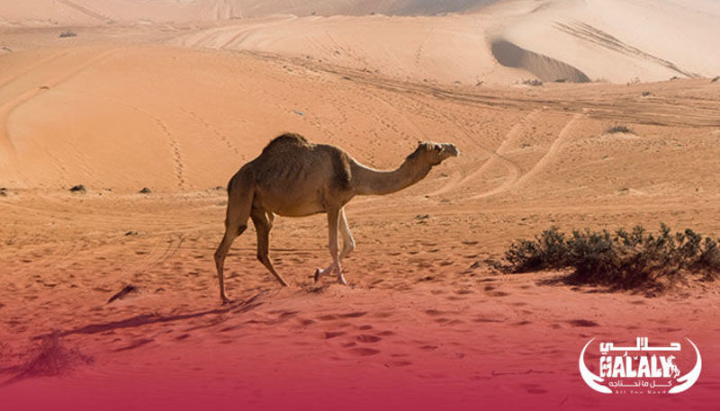 4 Essential Factors for Buying A Perfect Camel 4 Essential Factors for Buying A Perfect Camel