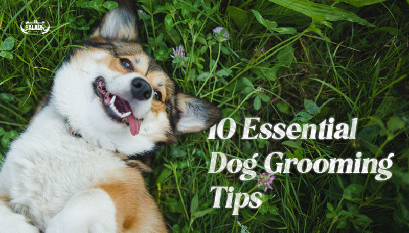 Halaly All You Need |10 Essential Dog Grooming Tips