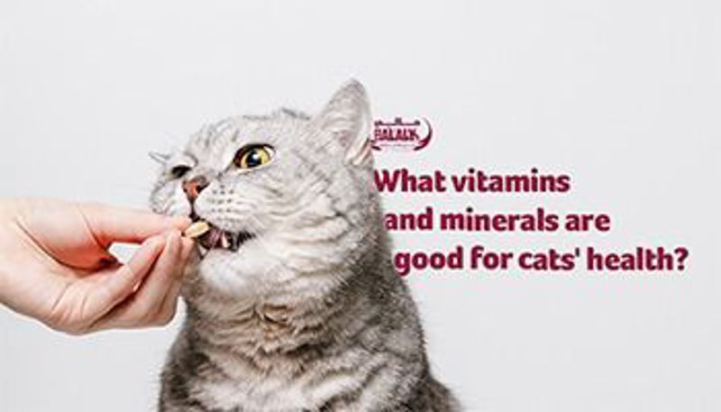 What vitamins and minerals are good for cats' health?