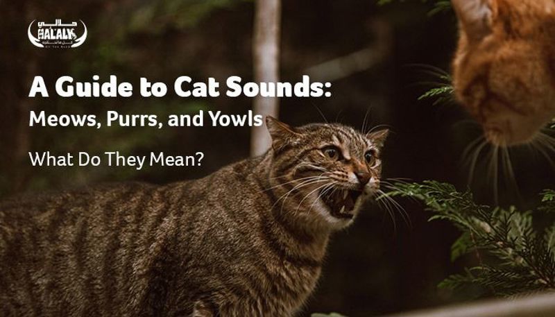Halaly All You Need |A Guide to Cat Sounds and What Your Cat Is Saying ...