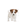 Picture of ROYAL CANIN Size Health Nutrition Mini Puppy