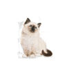 Picture of Royal Canin Feline Health Nutrition Kitten