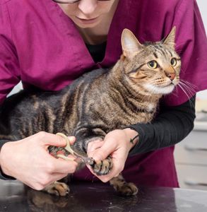 Picture of Nail Clipping