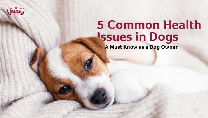 5 Common Health Issues in Dogs: Know These as a Pet Owner