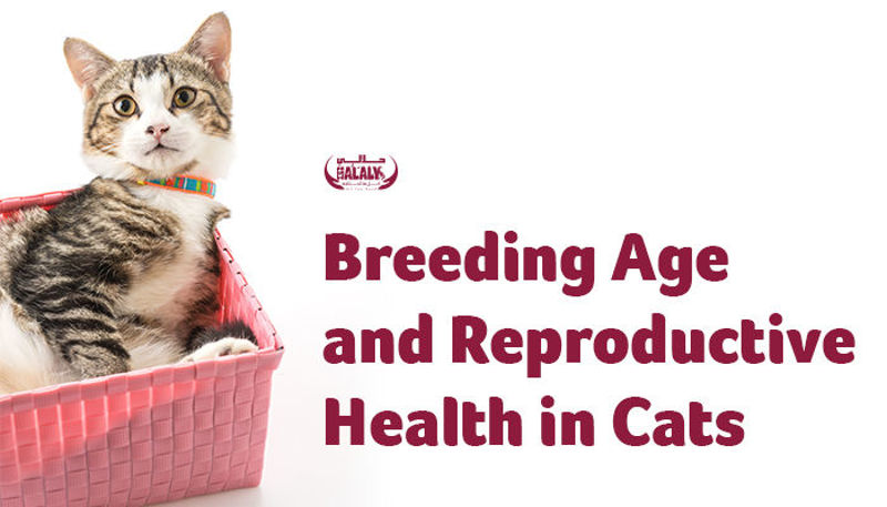 Breeding Age and Reproductive Health in Cats