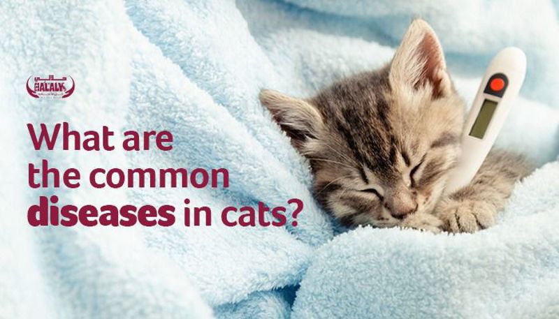 What Are The Common Diseases In Cats?