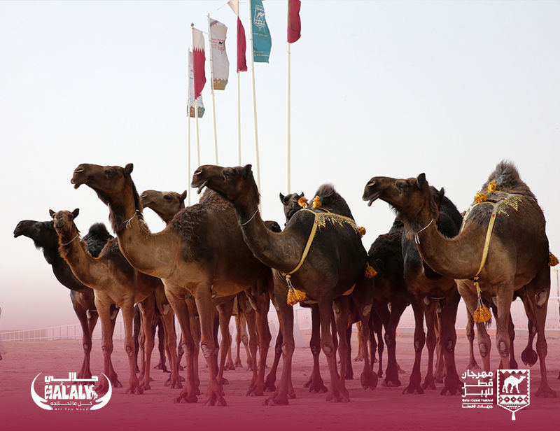 Halaly All You Need |Qatar Camel Festival 2022